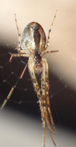 Metellina (mengei-segmentata)